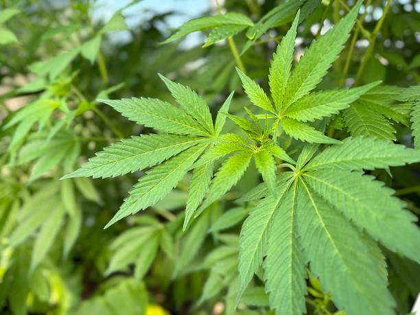 Bequem, legal und aromatisch – so einfach kannst du fertige Joints online bestellen